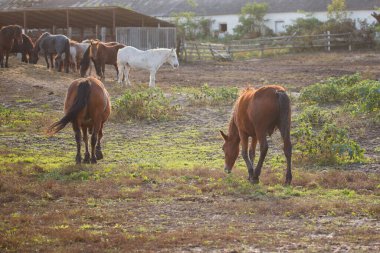 Tozlu bir otlakta arka planda çiftlik binaları olan kuru otlarla beslenen atlar, yaygın bir tarım manzarası.