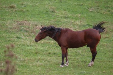 Kahverengi bir at, dalgalı yelesi ile sakin bir yeşil alanda duruyor, çevresini gözlemliyor.