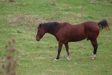 Koyu renk yeleli ve kuyruklu kahverengi at canlı yeşil bir çayırda duruyor, kırsal alanda açık havanın tadını çıkarıyor.