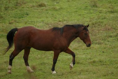 Koyu renk yeleli ve kuyruklu kahverengi at geniş yeşil bir çayırda yürüyor bir çiftlikte, yan manzaralı, huzurlu bir yaz kırsalında