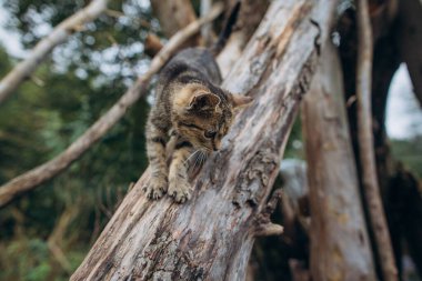 Çizgili kürklü evcil kedi, doğal ve açık bir çevrede kabataslak bir ağaç dalından dikkatlice iniyor.