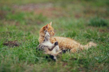 İki genç kedi arkadaş yeşil çimlerde birlikte oynuyorlar. Bir kızıl kedi şakacı tekir kediyle güreşiyor