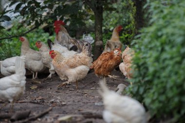 Çiftlik tavukları, açık hava çiftliği ortamında hareket edip yiyecek arıyorlar. Kümes hayvanları ve organik gıda kavramlarını temsil ediyorlar.