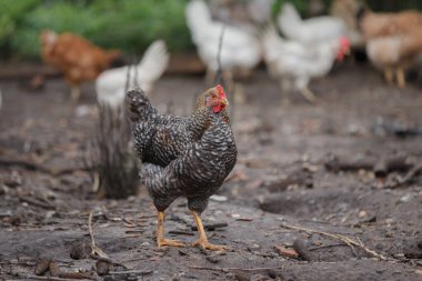 Benekli tavuk kırsal topraklarda dikilirken izliyor. Arka planda diğer tavuklar görülebilir. Çiftçilik ve kümes hayvanları kavramı