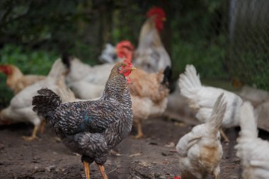 Tavuklar ve bir horoz da dahil olmak üzere bir grup evcil kuş geleneksel bir çiftliğin doğal zemininde özgürce hareket ediyorlar.