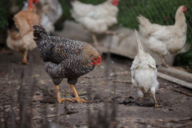 Parmaklıklı kaya tavuğu, kırsal bir arka bahçede, diğer tavuklarla birlikte toprak arıyor. Gündüz vakti açık havada beslenen kümes hayvanları.
