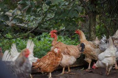 Kahverengi ve beyaz tavuklar yürür ve bir açık hava muhafazasında dururlar, diğerleri arasında çıplak tavuk türlerini gösterirler.