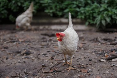 Kırmızı tarak ve sarı gagalı beyaz tavuk, kuru toprak üzerinde duruyor ve arka planda yeşil yapraklar var.