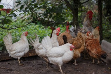 Kırsal bir çiftlikteki çeşitliliği ve renkleri gösteren, yiyecek arayan evcil tavuk ve horoz sürüsü.