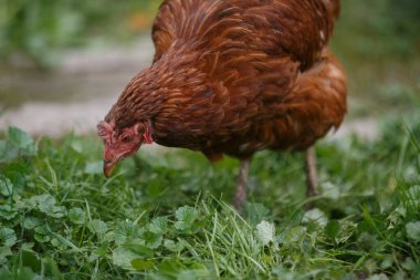 Brown hen pecking green grass and weeds in a close-up outdoor farm scene, foraging naturally in daylight, vivid detail