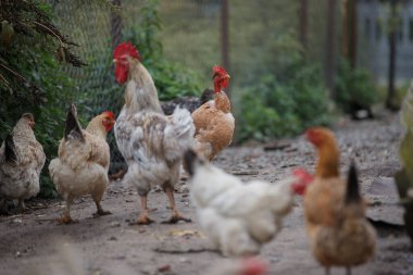Horozlar ve tavuklar da dahil olmak üzere bir grup evcil tavuk arka planda çitle kırsal bir çiftlikte dolaşıp yiyecek arıyorlar.