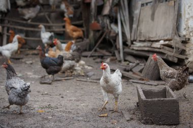 Bir grup evcil kümes hayvanı, dağınık bir kırsal alanda avlanarak doğal kümes hayvanı davranışları sergiliyorlar.