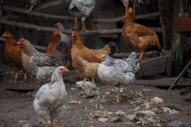 Evcil kuş, kahverengi ve benekli tavuklar dahil, kırsal bir çiftlikte toprak zemin üzerinde duran