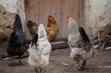 Kırsal bir arka bahçe çiftliğindeki toprak zeminde dört tavuk (tavuk ve horoz) avlıyor ve yürüyor.