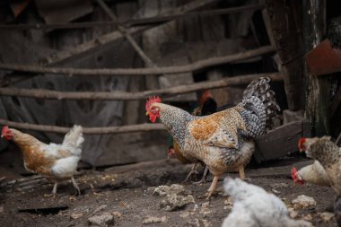 Çeşitli tavuklar ve baskın bir horoz geleneksel bir çiftlik tavuk kümesi içinde toprak zeminde hareket ediyorlar.