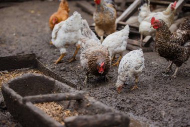 Kırsal bir çiftlikte tahıl gagalayan tavuklar doğal yaşam alanları, çiftlik hayvanları refahı ve sürdürülebilir kır hayatı sergiliyorlar.