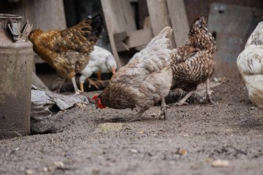 Kahverengi ve beyaz tavuklar, geleneksel bir açık hava çiftliği ortamında, kırsal bir süt tenekesinin yanında toprak zeminde yiyecek arıyorlar.