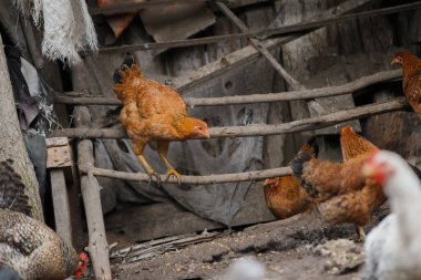 Geleneksel köy çiftliğinde yaşayan bir grup yerli tavuk. Tavukları tünemiş organik kümes hayvanları.