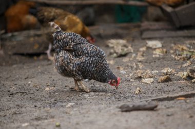 Tavuklar yerdeki küçük taneleri ve böcekleri gagalarken diğer tavuklar arka planda bulanıklaşıyor. Evcil kuş