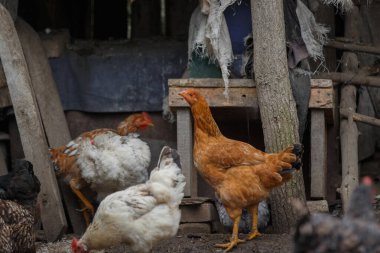 Geleneksel bir çiftlik ortamında yaşayan evcil tavuklar kırsal bir ahşap kümeste zemin katta yiyecek arıyorlar.