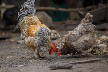 Horoz ve tavuk yerde yiyecek arıyor, kırsal bir çiftlik ortamında yiyecek arıyorlar. Kırsal bir çiftlikte yaşayan kümes hayvanları