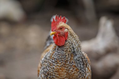 Horoz bir çiftlik avlusunda duruyor, renkli tüyler sergiliyor ve gururlu kırmızı bir tarak ve gerdanla. Hayvan portresine odaklan.