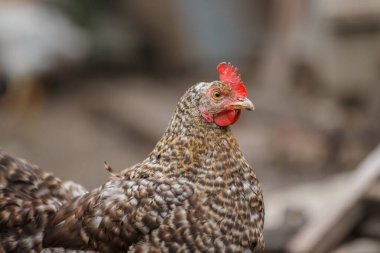 Parlak kırmızı taraklı ve boynuzlu benekli bir tavuğun yakın plan portresi, kırsal alanda duruyor.