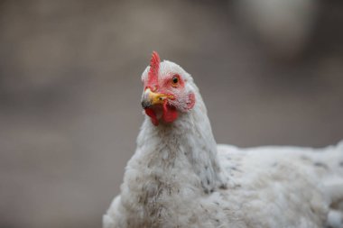 Beyaz evcil tavuk kafası ve vücut portresi kırmızı tarak ve gerdanlıklarla, çiftlik hayatını ve kümes hayvanlarını temsil ediyor.