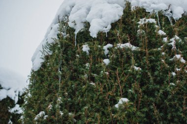 Taze beyaz kar ve eriyen buz saçaklarıyla kaplı her yer, kış mevsiminin güzelliğini ve soğuğunu vurguluyor.