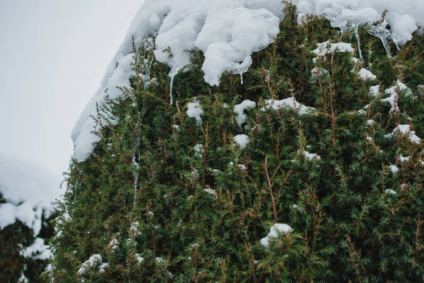 Taze beyaz kar ve eriyen buz saçaklarıyla kaplı her yer, kış mevsiminin güzelliğini ve soğuğunu vurguluyor.
