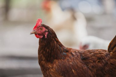 Çiftlik kümesinde duran kahverengi evcil tavuk. Arka planda bulanık beyaz bir tavukla baş ve üst vücuda odaklan.