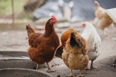 Toprağın üzerinde dikilen bir grup çiftlik tavuğu. Kahverengi ve beyaz tavuklar, kümes hayvanları ve organik tarım kavramları.