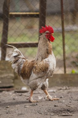 Canlı kırmızı taraklı horoz ve çıplak zemin üzerinde duran tel çitin yanında, çevreyi gözlemliyor.