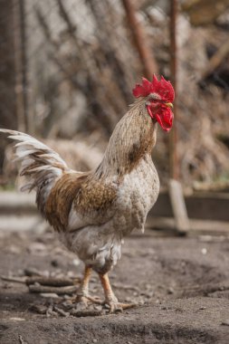 Horoz arka planda bulanık bir çitle toprak zeminde duruyor. Çiftlik hayvanı, kümes hayvanı, tarım