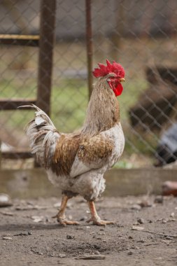 Kahverengi ve beyaz horoz, parlak kırmızı taraklı ve boynuzlu tozlu çiftlik kalemi boyunca yürüyen, gün ışığında yan gören.