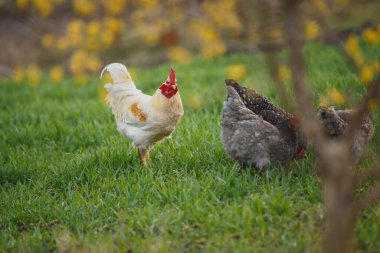 Horoz canlı yeşil bir alanda tavukları ile duruyor, sarı çiçeklerle çevrili yumuşak bokeh. Serbest tarım hayvanları.