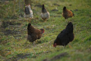 Taze yeşil çimlerin üzerinde yiyecek arayan ve doğal çiftlik yaşamını gözler önüne seren bir sürü kahverengi ve siyah tavuklar var.
