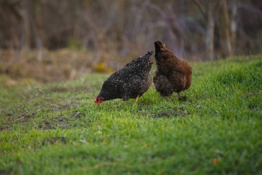 İki tavuk, bir kahverengi ve bir siyah benekli, kırsal alanda yemyeşil otlakta birlikte besin arıyorlar.