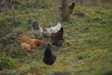 Çeşitli renklerde evcil tavuklar çimenli bir alanda yürüyor ve gagalıyor, kırsal bir çiftlik ortamının tadını çıkarıyor.