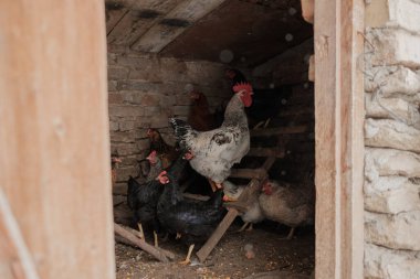 Çiftlik tavukları ve gururlu bir horoz geleneksel, kırsal bir tavuk kümesinde dinleniyor, kümes hayvanları yetiştiriyor.