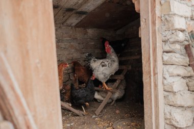 Bir grup evcil tavuk ve bir horoz kırsal bir ahşap ve tuğla kümeste barınak bulup yerde besleniyorlar.