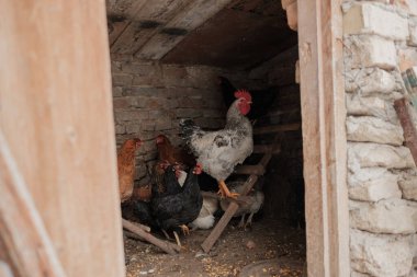 Küçük, geleneksel bir kümesteki tavukların çeşitliliği, bir çiftlikte yaşayan, ahşap bir tüneğin üzerinde duran bir horoz da dahil.