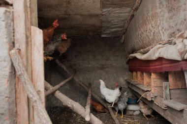 Çeşitli tavuklar dinleniyor ve mütevazı bir beton ve ahşap tavuk kümesi etrafında hareket ediyor, çiftlik hayvanlarını tasvir ediyor.