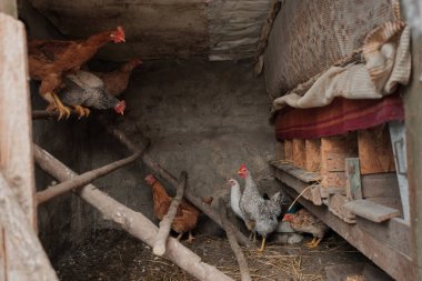 Çeşitli tavuklar geleneksel bir kümeste birlikte yaşar, dallara tüneyerek ve samanla kaplı zeminde yemek ararlar.