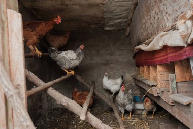 Çeşitli tavuklar, basit bir köy tavuk kümesinde dinleniyor ve hareket ediyor, çiftlik hayvanları ve evcil kümes hayvanlarını vurguluyor.