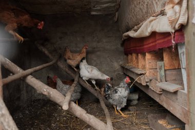 Çiftlik hayatını ve kümes hayvanlarını tasvir eden geleneksel bir kır tavuk kümesinin içinde yürüyen ve tüneyen çeşitli evcil tavuklar.