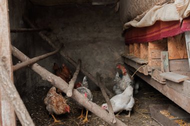 Geleneksel bir kümesteki çiftlik tavukları ve tahta dallar. Doğal hayvan çiftçiliği