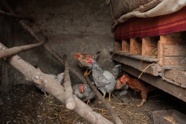 Doğal tüyleri olan çiftlik tavukları ahşap tünekleri ve yuva kutularıyla kırsal bir ahırda dinleniyor ve yiyecek arıyor.