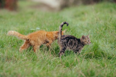 İki tekir kedi, bir portakal ve bir çizgili kırsal yeşil çimen ortamında birbirlerini kokluyorlar. Hayvan davranışları konsepti