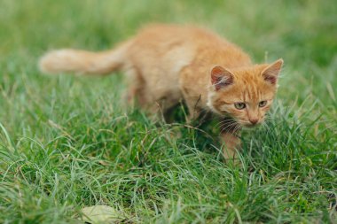 Küçük turuncu kedi yavrusu taze yeşil çimlerde yürüyor, dikkatlice izliyor. Genç kedi gözlem ortamı